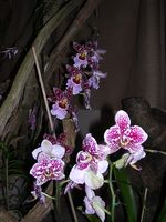 Dscn4809.jpg