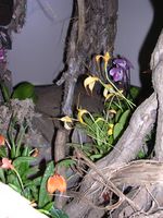 Dscn4811.jpg