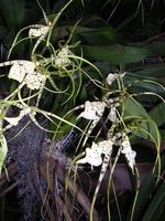 Dscn4816.jpg