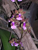 Dscn4817.jpg