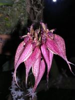 Dscn4818.jpg