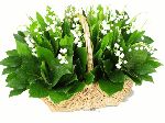 Nom du fichier : bouquet_muguet.gif
Poids du fichier : 136KB
Dimensions : 600x450
Ajouté le : 01 Mai 2010 bouquet_muguet.gif